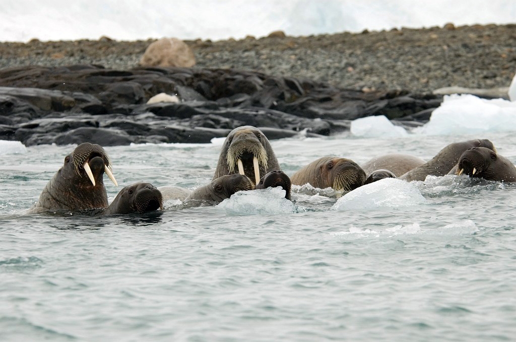 2707 hvalros06.jpg - Walrus (Odobenus rosmarus) Hvalros, Spitsbergen Norway July 2008